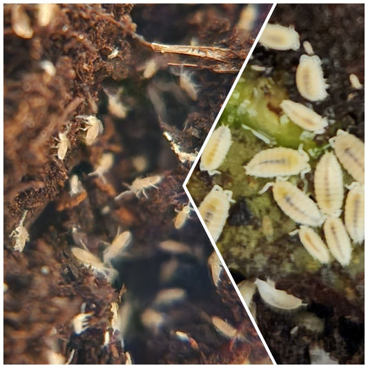 A split-image shows tiny, pale springtails from I Heart Bugs Jumping Spider/Spood Clean-Up Crew Pack on dark soil (left) and green veggie matter (right); these helpful organisms thrive in bioactive enclosures for jumping spiders.