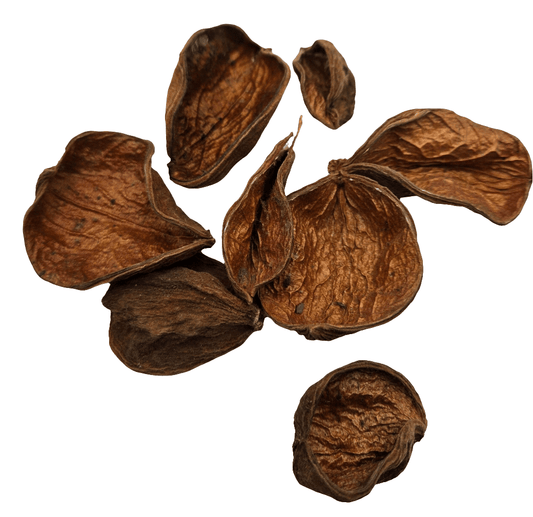 Ten dry, brown Land Lotus Seed Pod Petals by I Heart Bugs are scattered on a white background, showing varied sizes, wrinkled surfaces, and rough, split edges reminiscent of aquarium botanicals.