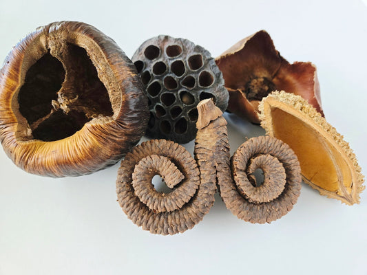 Large Seed Pod Pack - IHEARTBUGS, INC.