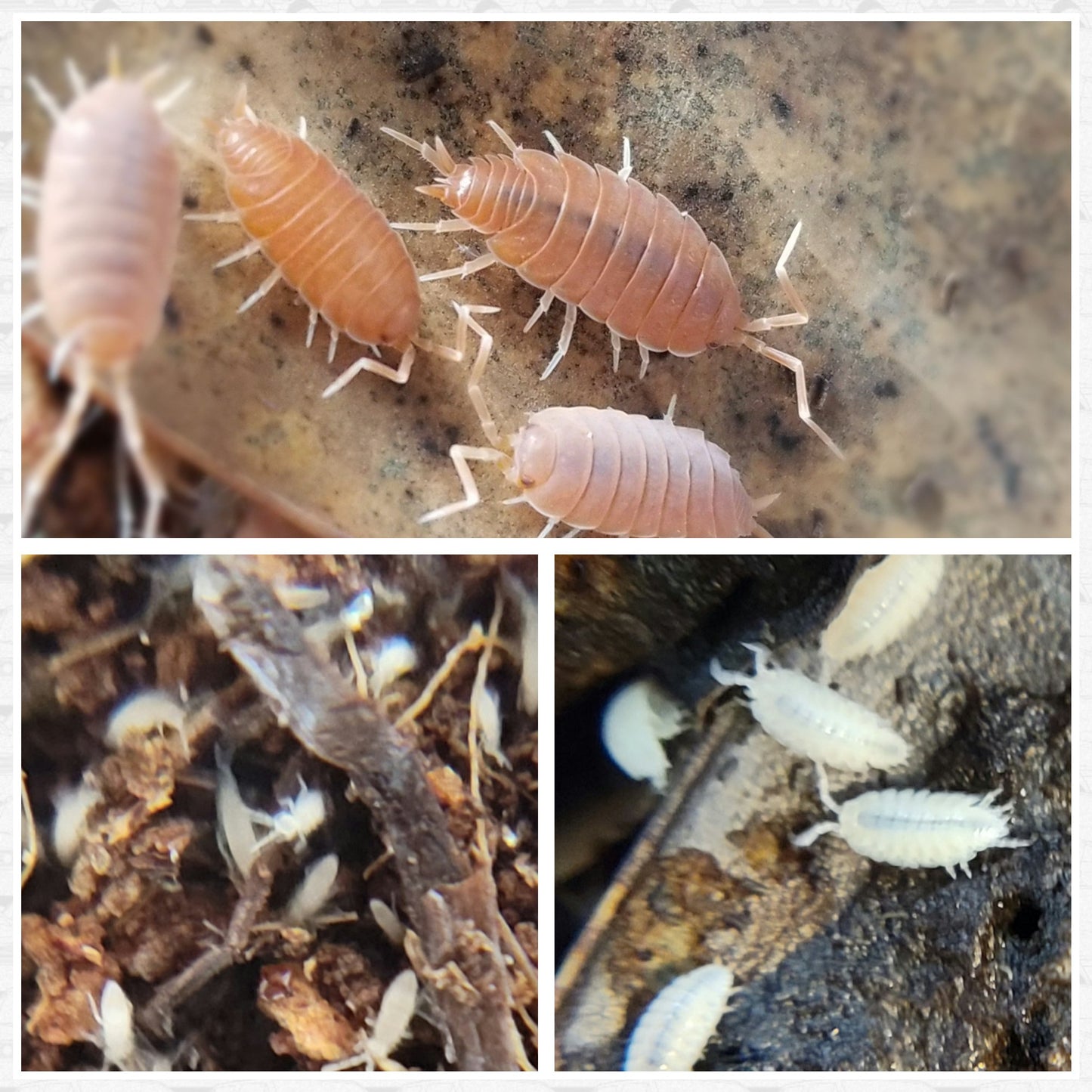 A collage showcases I Heart Bugs’ Leopard Gecko/Banded Gecko Bioactive Clean-Up Crew Pack: four pinkish-orange isopods on brown above, with tiny white isopods among sticks and scattered on dark substrate below.
