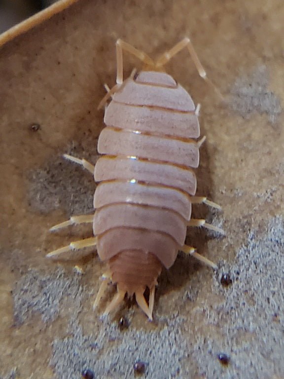 Close-up of a pale pink pill bug with a ridged exoskeleton, perfect for bioactive clean-up. Featured in the Leopard Gecko/Banded Gecko Bioactive Clean-Up Crew Pack by I Heart Bugs, it rests on a brown textured surface with many legs and short antennae.