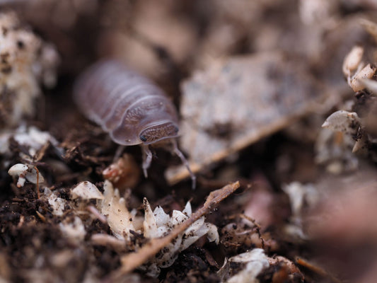 Little Sea Isopods (Cubaris Murina) - IHEARTBUGS, INC.