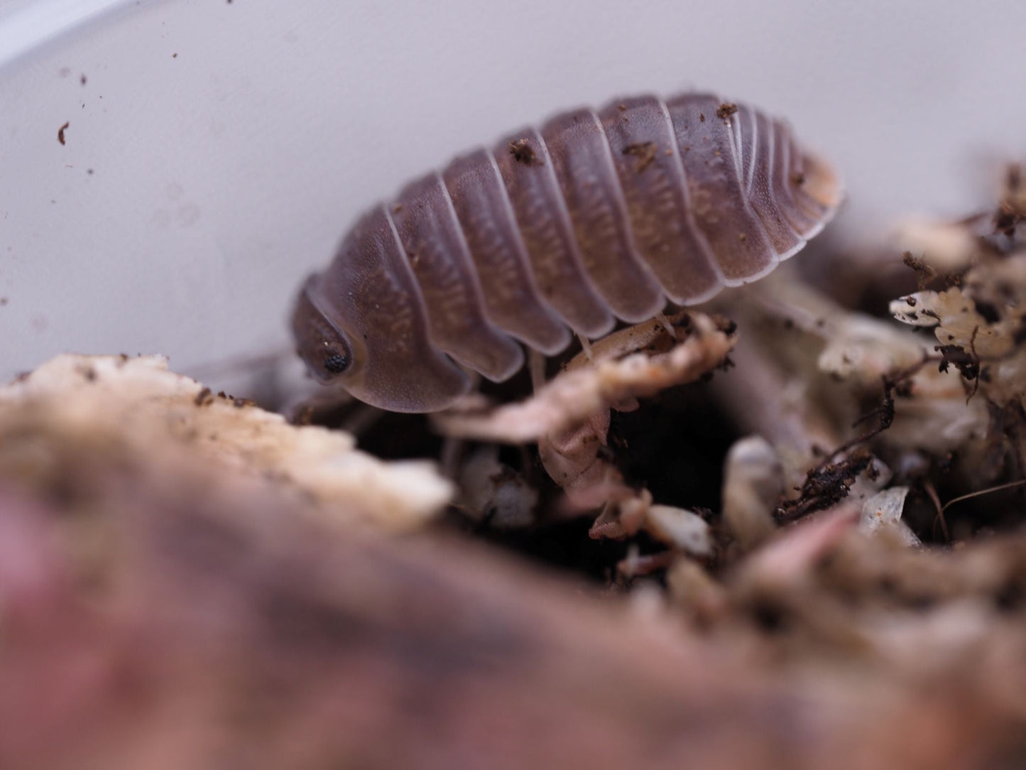 Little Sea Isopods (Cubaris Murina) - IHEARTBUGS, INC.