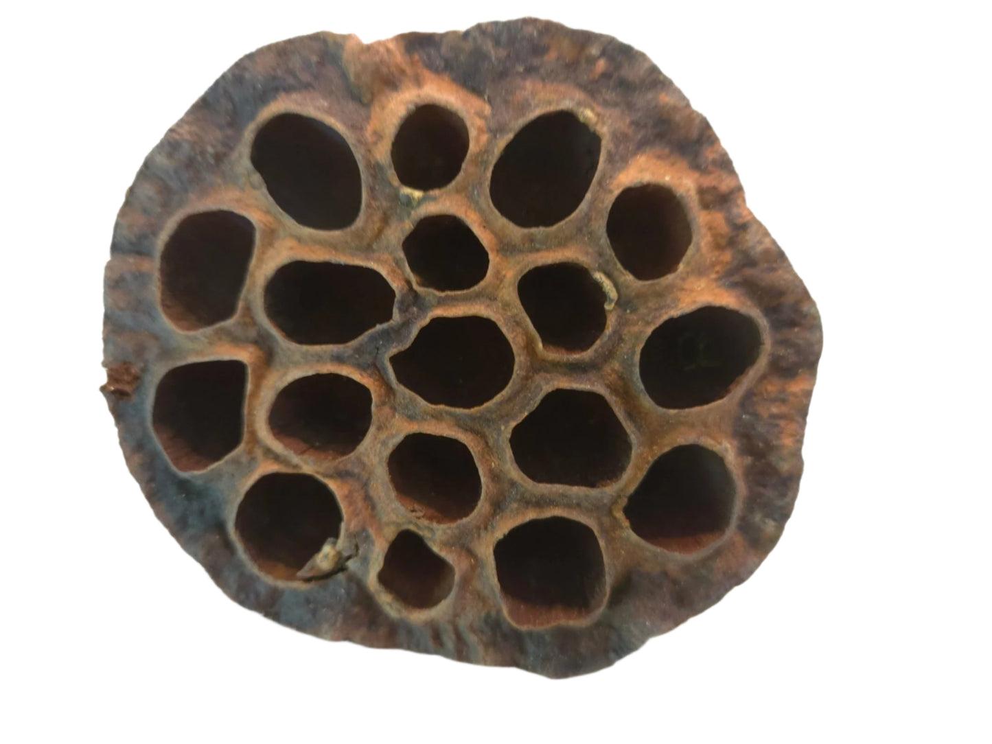 The I Heart Bugs Lotus Seed Pod features a rough brown exterior and large oval holes in a circular pattern, making it perfect for aquarium decor or as an accent in bioactive terrariums. Each pod has unique, irregular edges.