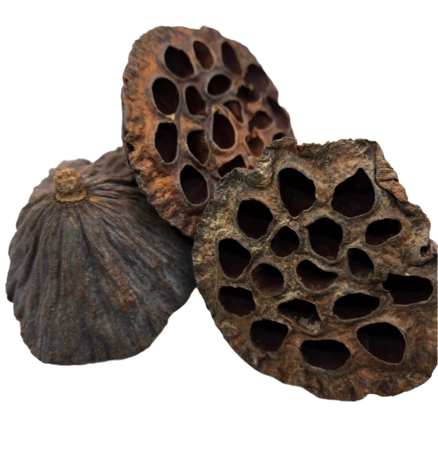 Three I Heart Bugs Lotus Seed Pods, featuring rough brown surfaces with empty holes and irregular edges, are stacked together on a white background. Perfect as natural decor for aquariums or bioactive terrariums.