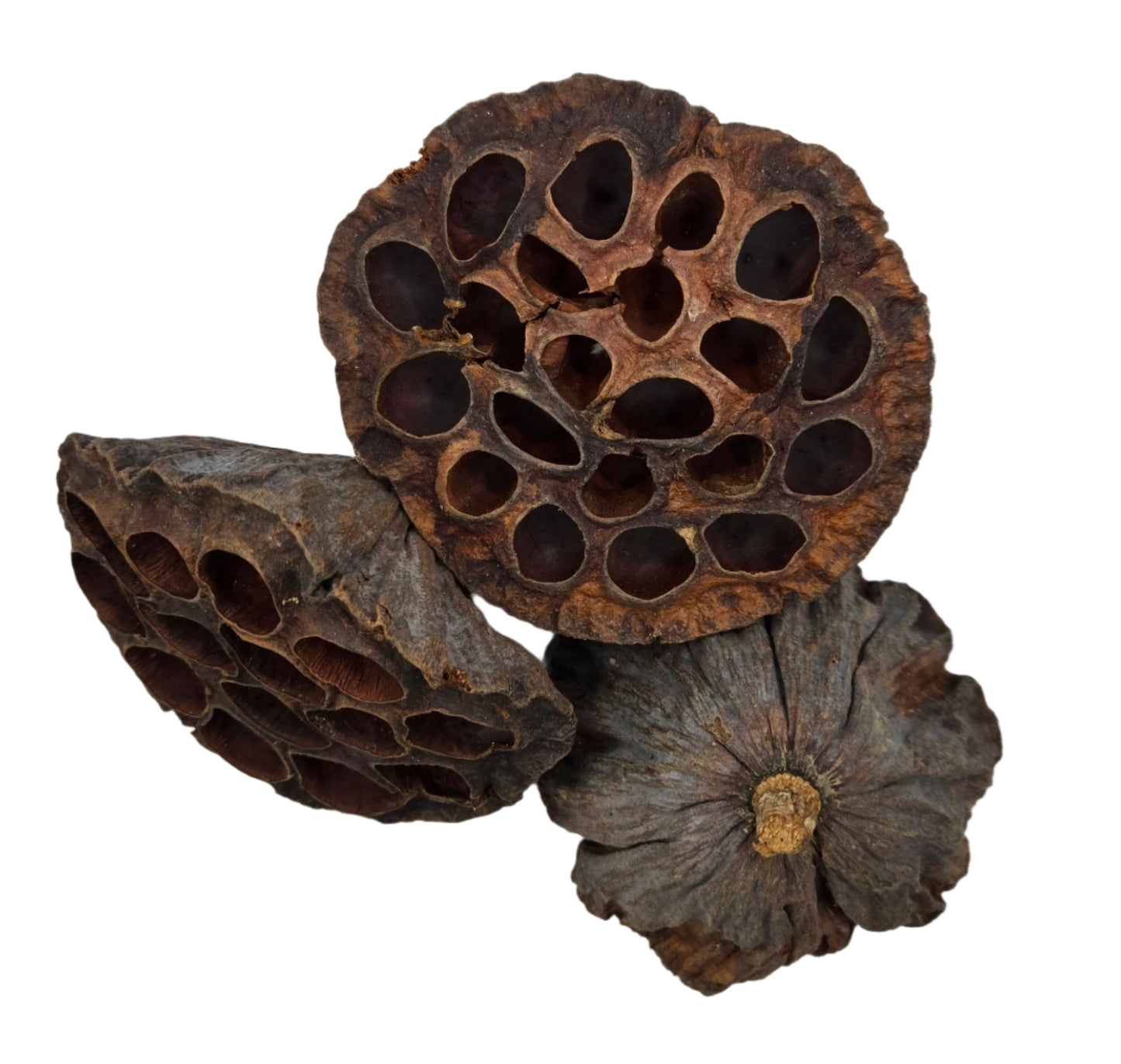The I Heart Bugs Lotus Seed Pod features three dried pods with dark brown, hollow compartments, perfect for bioactive terrariums or aquarium decor. Add natural texture and visual interest to your setup with this unique accessory.