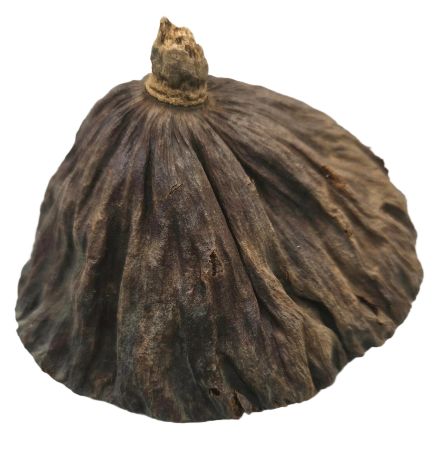 The I Heart Bugs Lotus Seed Pod features a rough, wrinkled surface resembling black cardamom, making it an eye-catching aquarium decor. Its deep grooves and natural texture stand out against the white background.