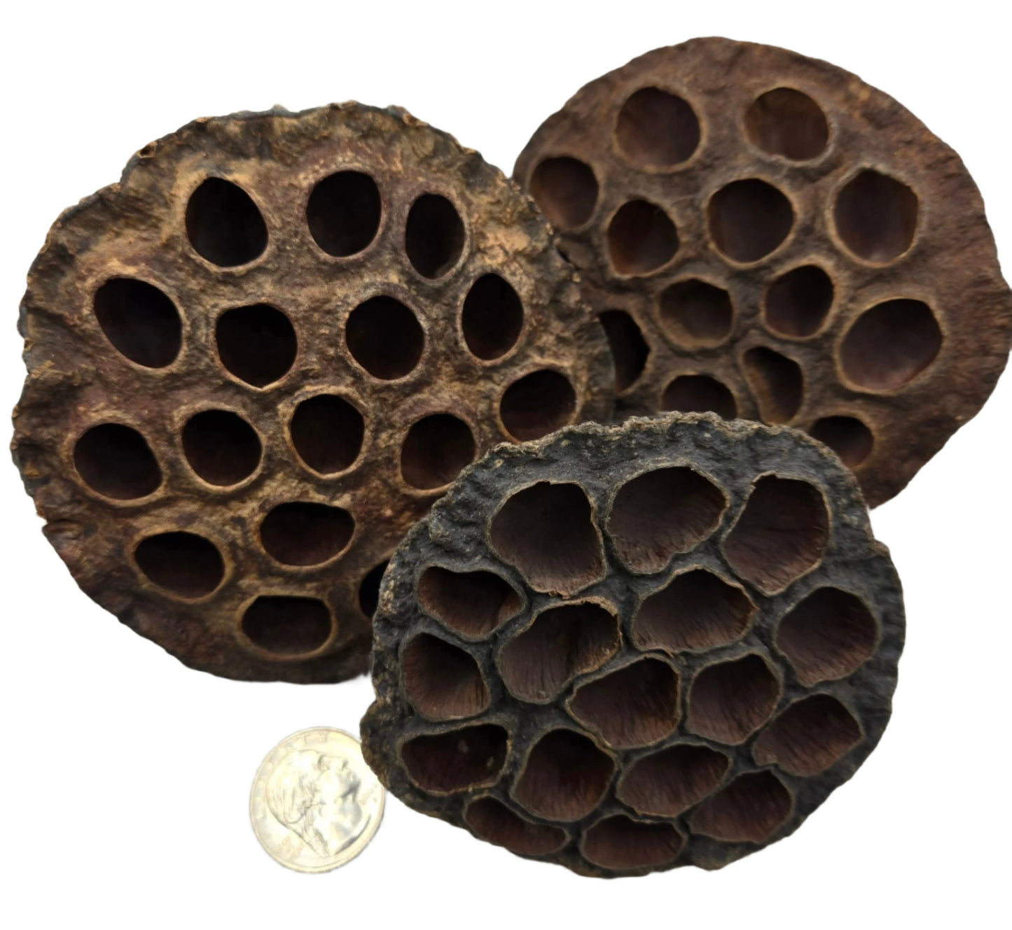Three dried, round Lotus Seed Pods by I Heart Bugs with dark, rough textures and multiple large holes are displayed on a white background. A U.S. quarter is shown for scale. Ideal for aquarium decor or bioactive terrariums.