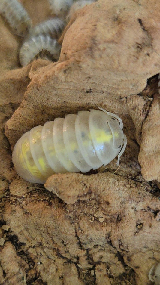 A close-up of a pale, translucent Magic Potion Roly-Poly Isopod (Armadillidium vulgare) by I Got Bugs shows its segmented body with yellow hints and dark spots on textured brown bark, with other roly-polies softly blurred in the background.
