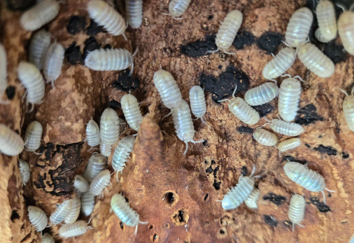 Close-up of dozens of small, pale Magic Potion Roly-Poly Isopods (Armadillidium vulgare) by I Got Bugs clustered on textured wood—an ideal habitat for bioactive vivariums.