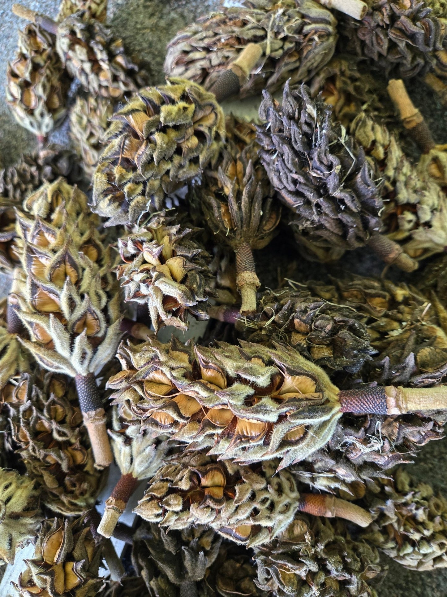 Pile of magnolia seed pods.