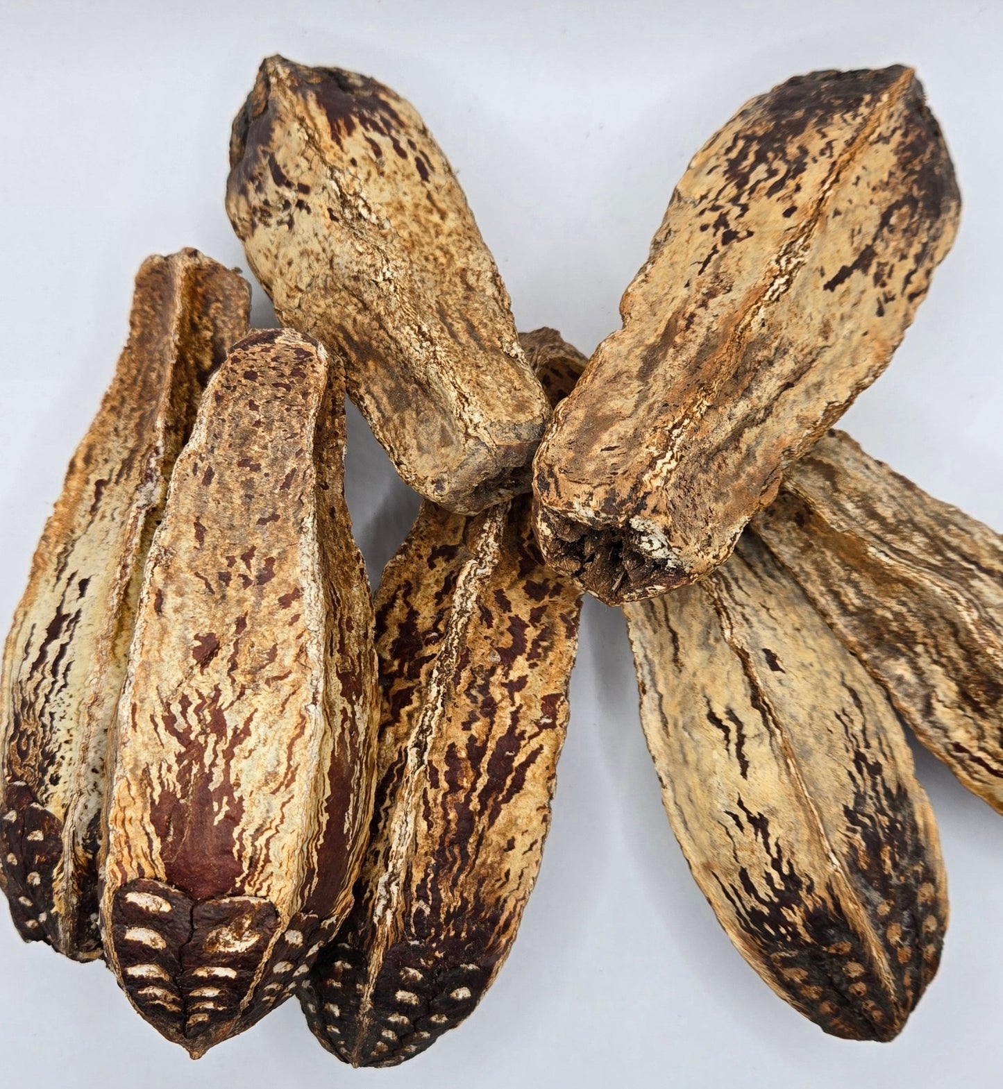 Mahogany Seed Pods - 3 Count - IHEARTBUGS, INC.