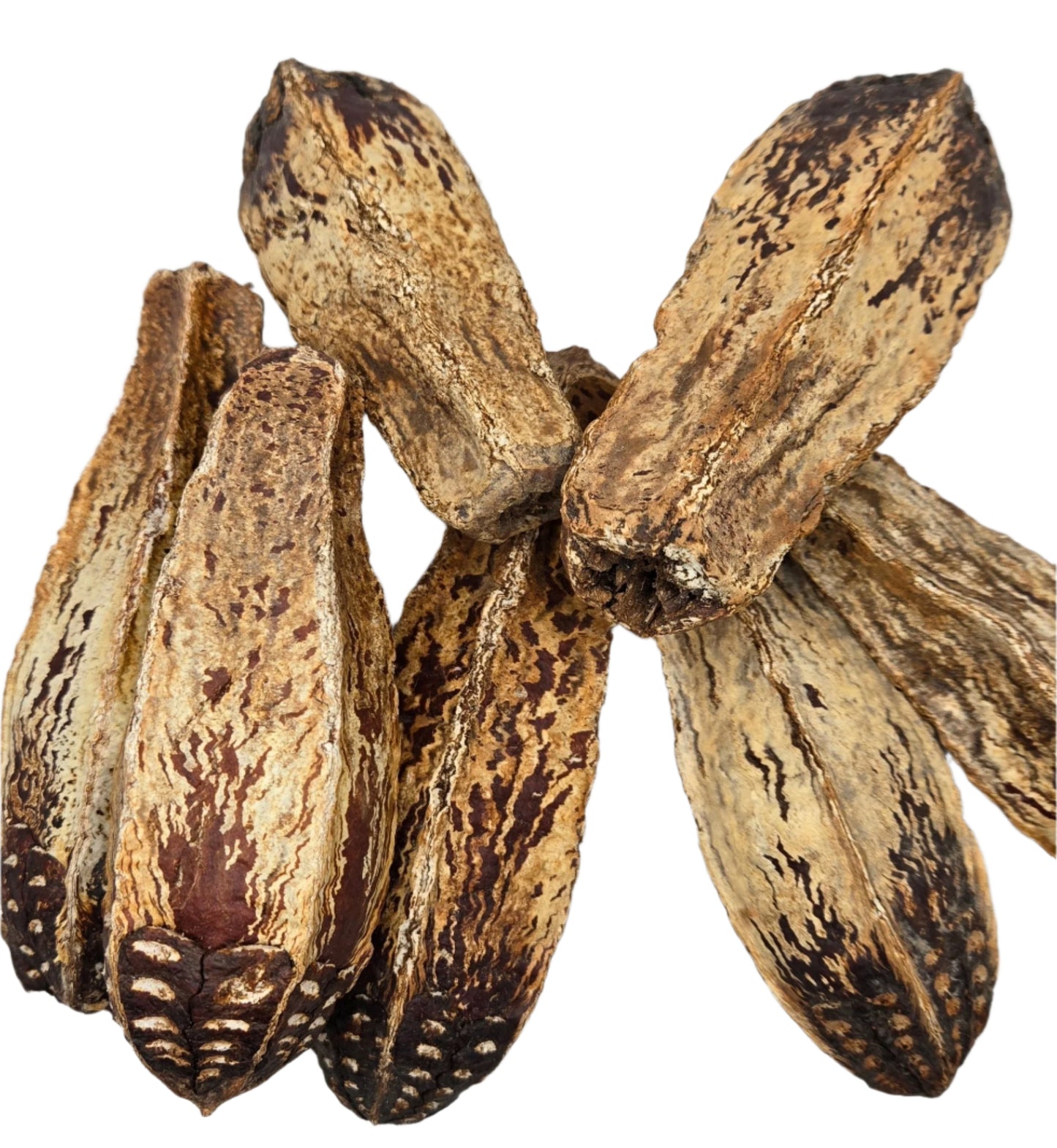 Three textured brown Mahogany Seed Pods from I Heart Bugs, featuring natural ridges and patterns, ideal for bioactive terrarium enrichment. Set of 3 arranged against a white background.