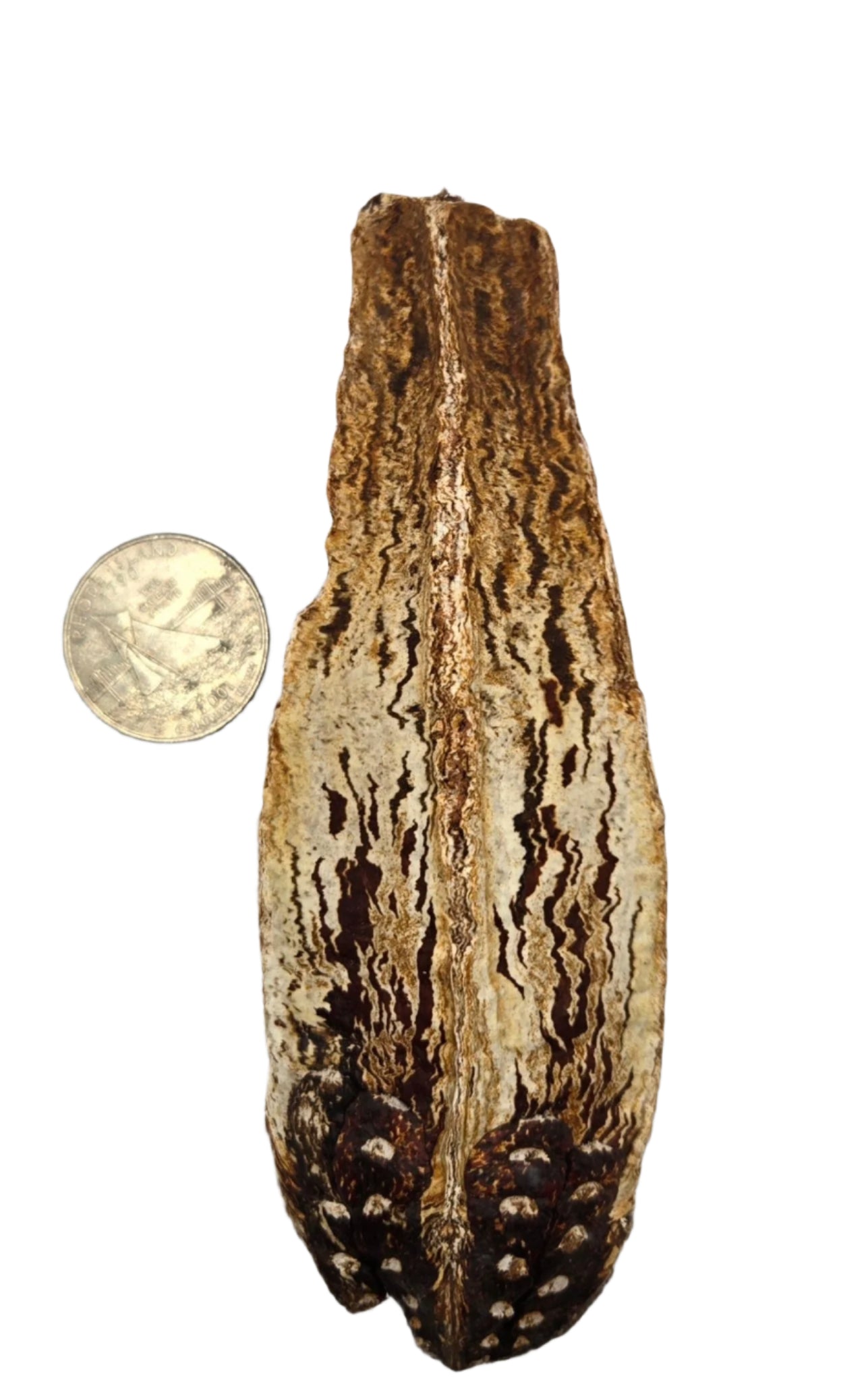 I Heart Bugs Mahogany Seed Pods - 3 Count: Large, brown and cream pods with textured surfaces and dark markings shown beside a U.S. quarter for size reference—perfect enrichment for bioactive terrariums, displayed on a white background.