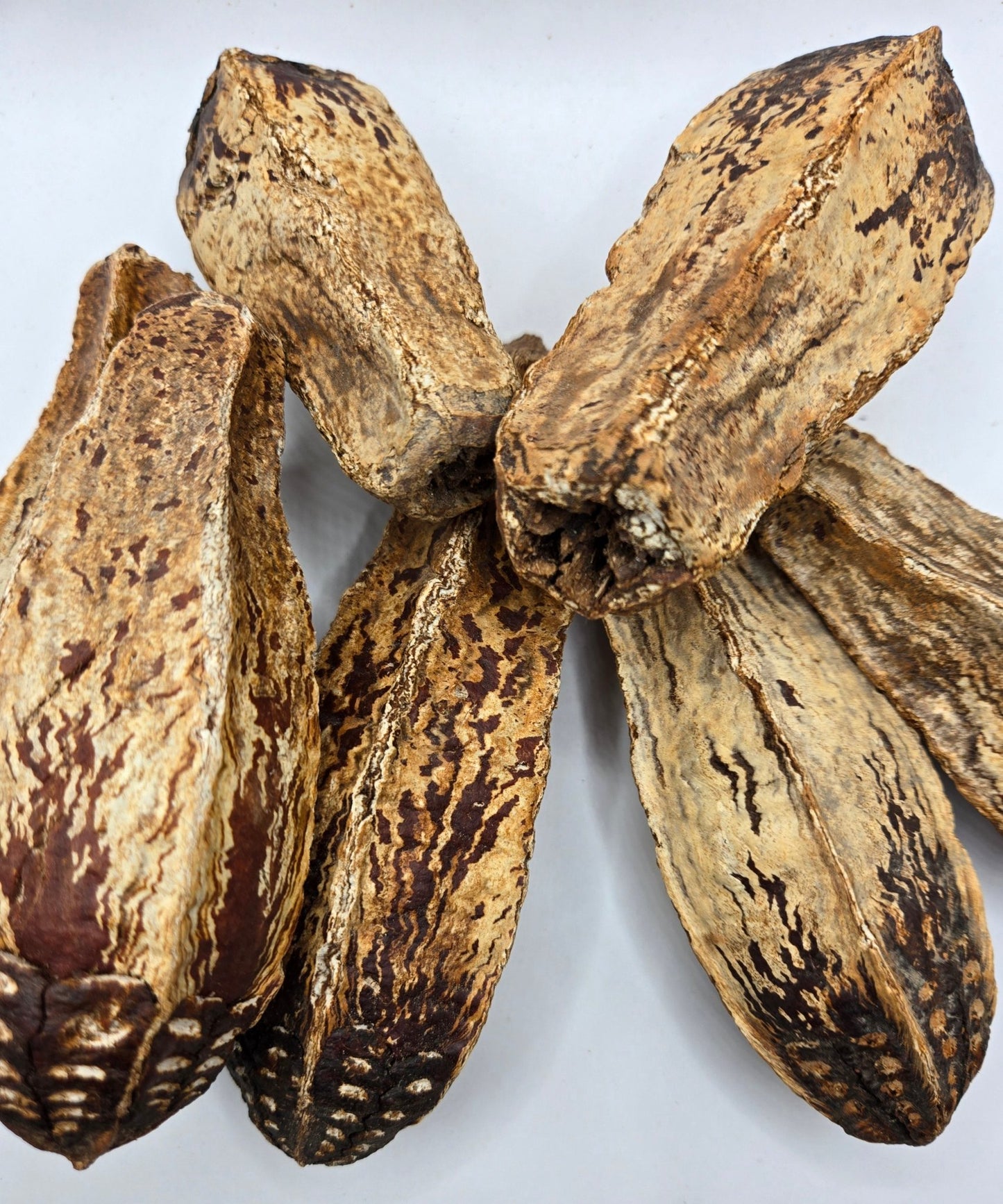 Mahogany Seed Pods - 3 Count - IHEARTBUGS, INC.