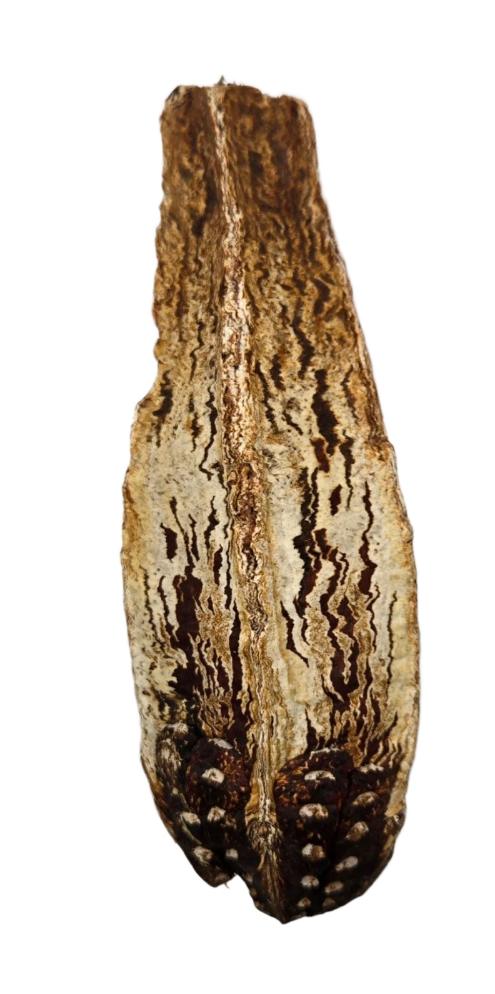 I Heart Bugs Mahogany Seed Pods - 3 Count: Elongated, dried seed pods with textured surfaces and dark, wavy patterns. Each features pale ridges and small round seeds—perfect for natural bioactive terrarium enrichment.
