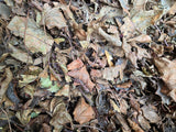 A close-up of I Heart Bugs Maple Leaf Litter/Leaves - 1 gallon (3.25 oz.) shows dry, curled brown and yellow maple leaves with visible veins and stems piled on the ground, evoking a late autumn or early winter scene.