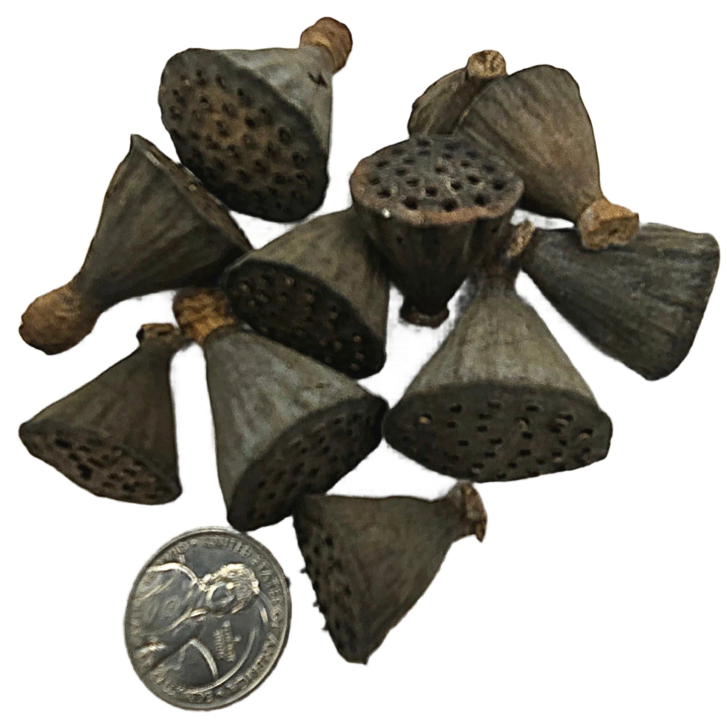 A pile of I Heart Bugs Mini/Nano Lotus Pods, dried and dark brown with holes, is shown beside a U.S. quarter for scale on a white background. Perfect as natural aquarium decor or bioactive terrarium supplies.