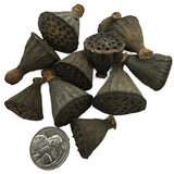 A pile of I Heart Bugs Mini/Nano Lotus Pods, dried and dark brown with holes, is shown beside a U.S. quarter for scale on a white background. Perfect as natural aquarium decor or bioactive terrarium supplies.