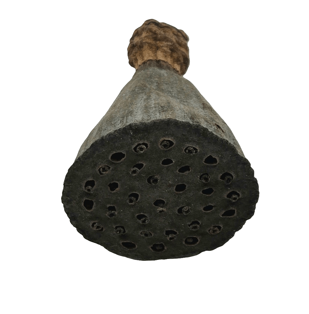 The I Heart Bugs Mini/Nano Lotus Pod is shown from below, displaying its round base with small holes and a textured surface fading to a lighter stem—perfect for natural aquarium decor or bioactive terrarium setups.