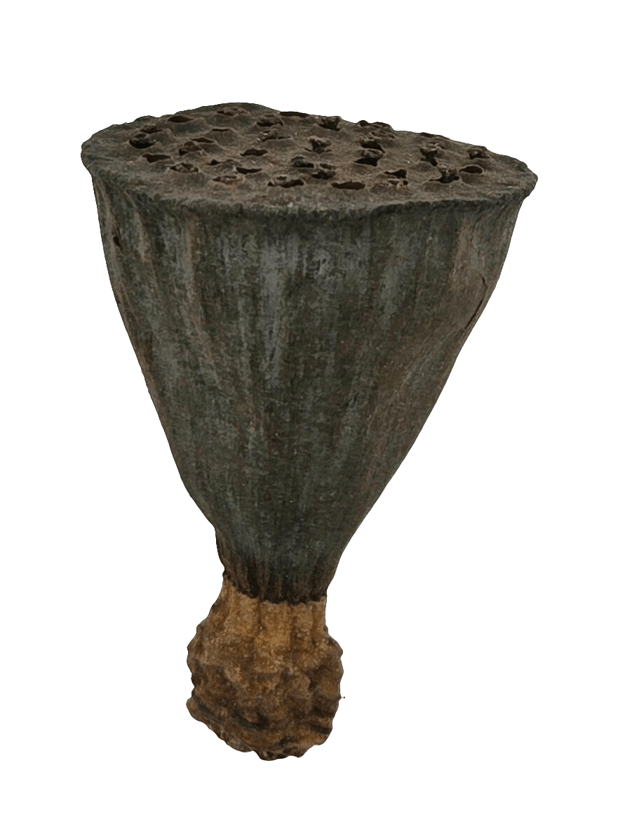 The I Heart Bugs Mini/Nano Lotus Pods feature a rough, brown, ridged exterior with multiple small holes—ideal as natural aquarium decor or for bioactive terrarium setups.