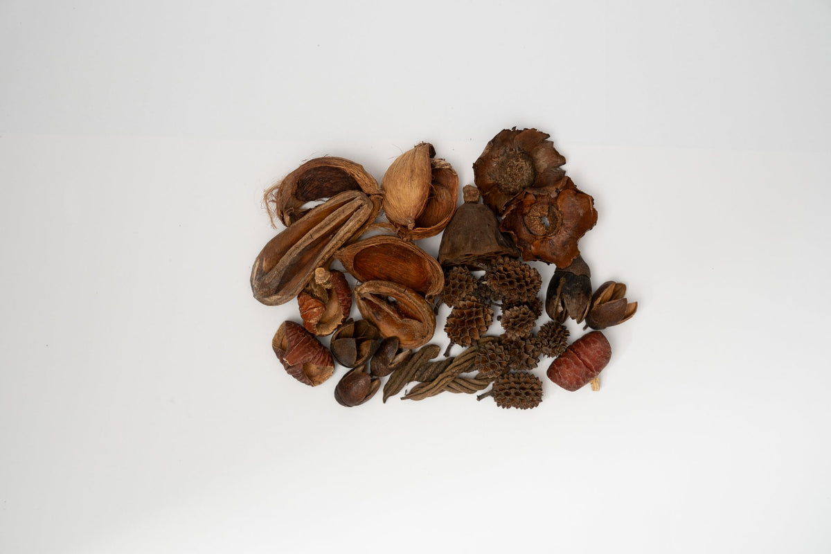 Mini/Nano Seed Pod Variety Pack - 30 Pieces - IHEARTBUGS, INC.