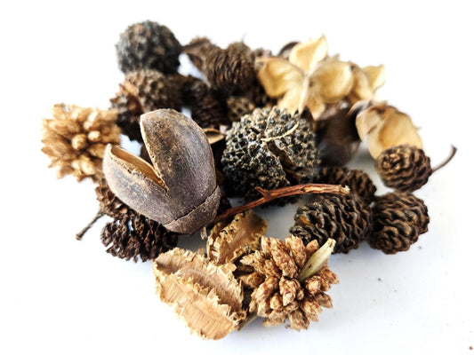 Mini/Nano Seed Pod Variety Pack - 35 Pieces - IHEARTBUGS, INC.