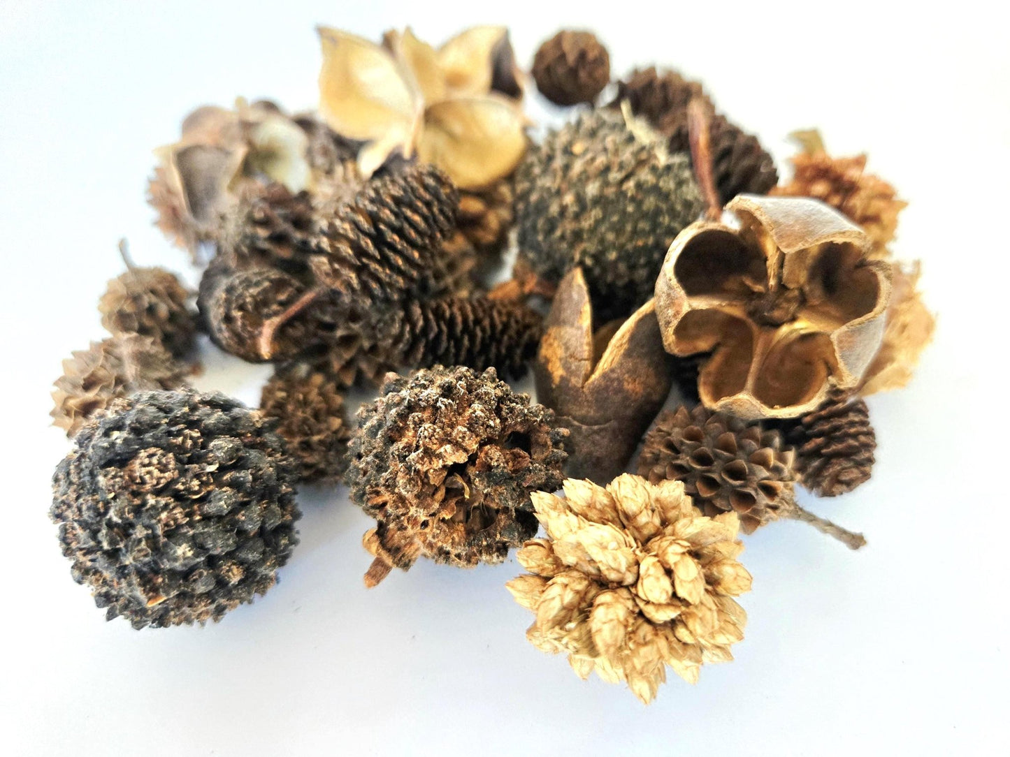 Mini/Nano Seed Pod Variety Pack - 35 Pieces - IHEARTBUGS, INC.