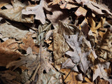 A close-up of I Heart Bugs Mixed Leaf Litter/Leaves (1 gallon) shows crisp, curled oak leaves in brown and tan—ideal for bioactive terrariums. Visible textures and stems highlight the natural details of autumn foliage.