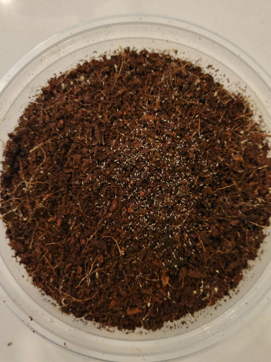 The I Heart Bugs Mixed Species of Humid Springtails come in a round, clear plastic container with dark brown potting soil and visible roots—perfect for humid bioactive enclosures or as feeders for isopods.