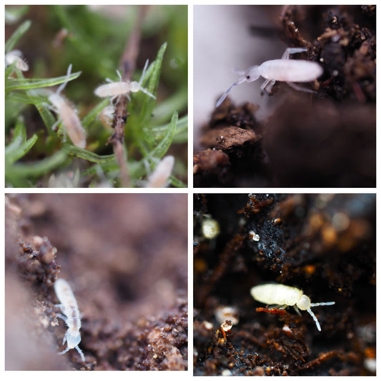 Mixed Species of Humid Springtails *BEST CHOICE FOR HUMID BIOACTIVE ENCLOSURES* - IHEARTBUGS, INC.