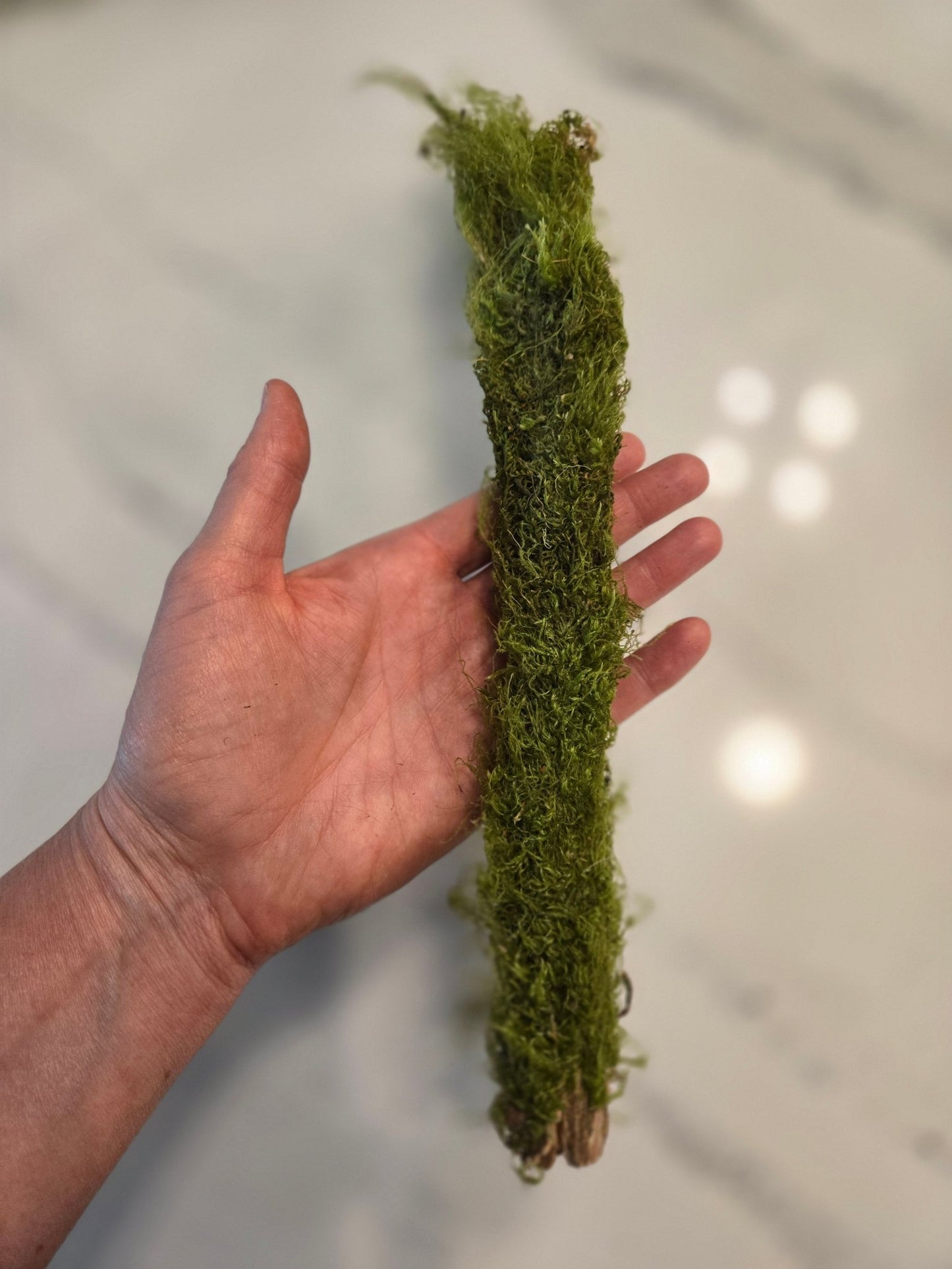 A hand holds I Heart Bugs’ Short Mossy Branch (1 Count), a stick wrapped in fresh green moss—perfect for terrariums. The soft white background contrasts with the lush moss, which covers the branch except at the bottom.