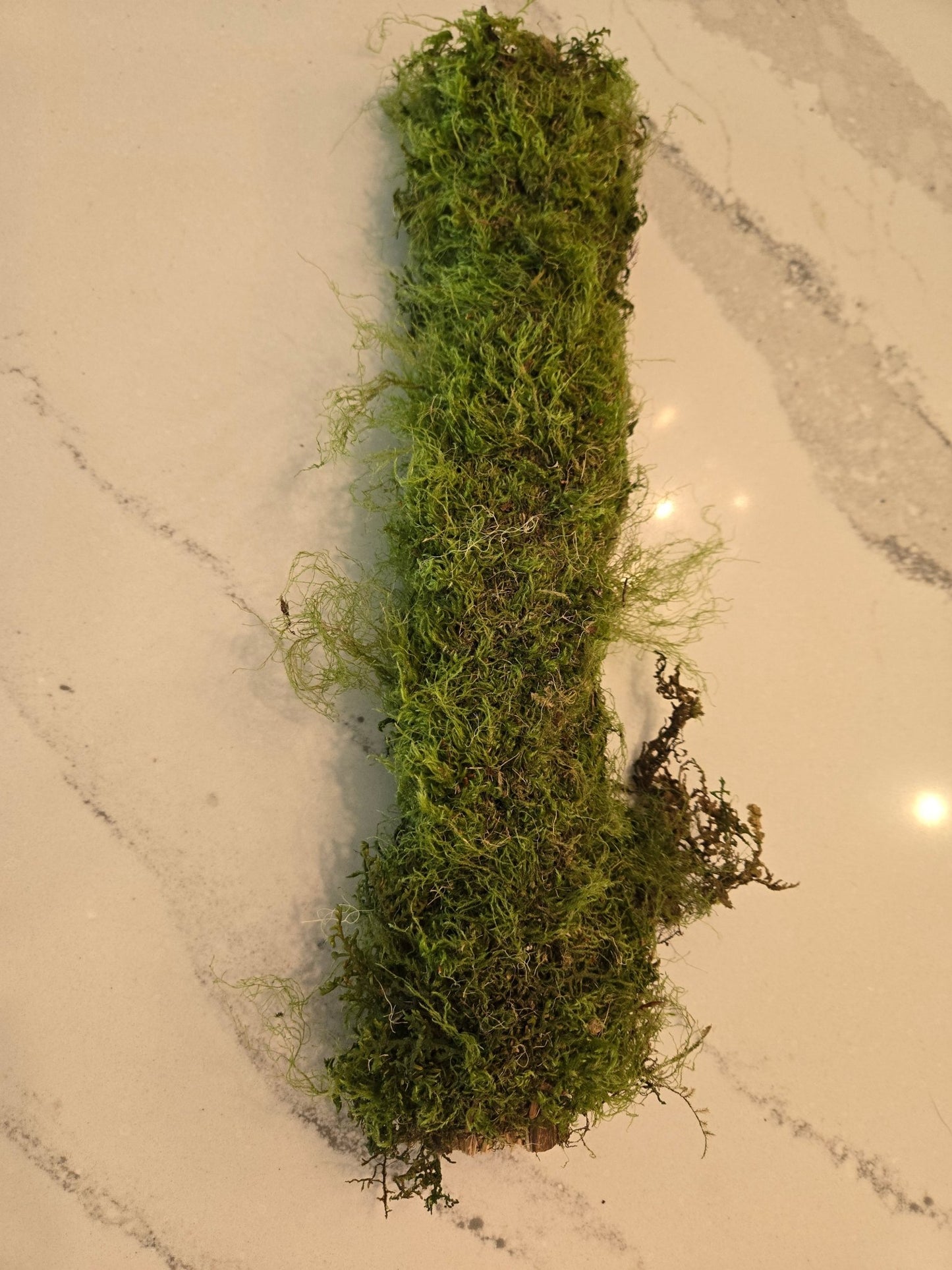 The I Heart Bugs Short Mossy Branch (1 Count) features fresh, textured green moss with wispy strands, perfect for terrariums or vivariums. It is loosely wrapped and sits on a light, marble-like surface.