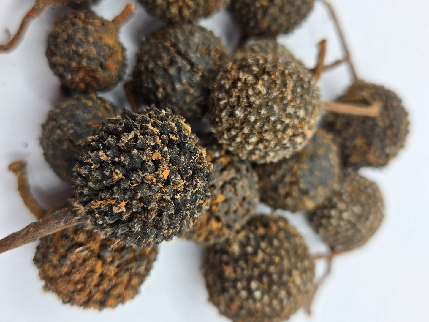 I Heart Bugs Mutamba Pods - 3 Count: Round, rough-textured brown and black seed pods with short stems, ideal for dart frog terrariums. Their detailed look stands out against plain white backgrounds.