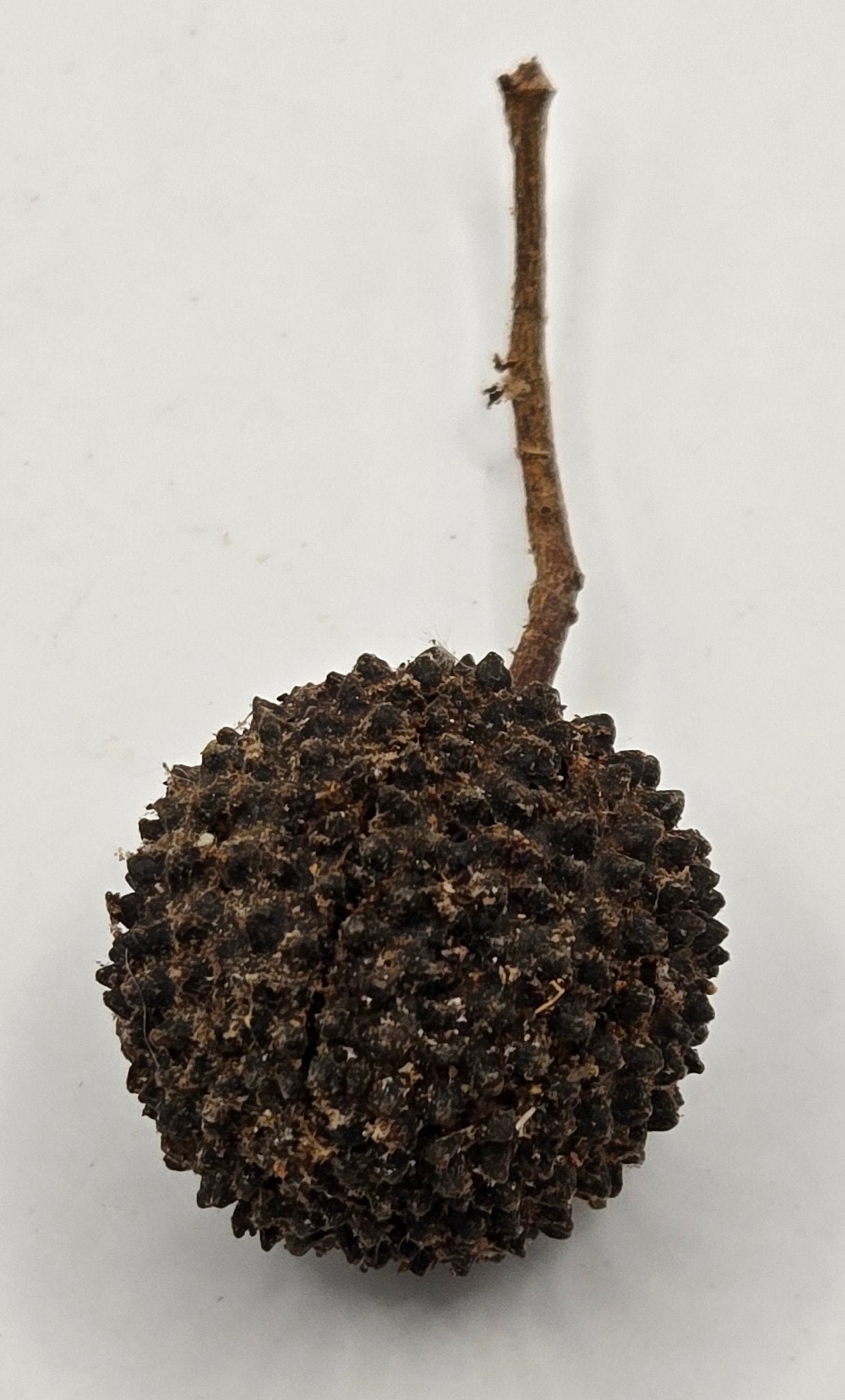 A set of 3 round Mutamba Pods by I Heart Bugs, each with a rough, spiky surface and thin stem—perfect for adding natural texture to dart frog terrariums.