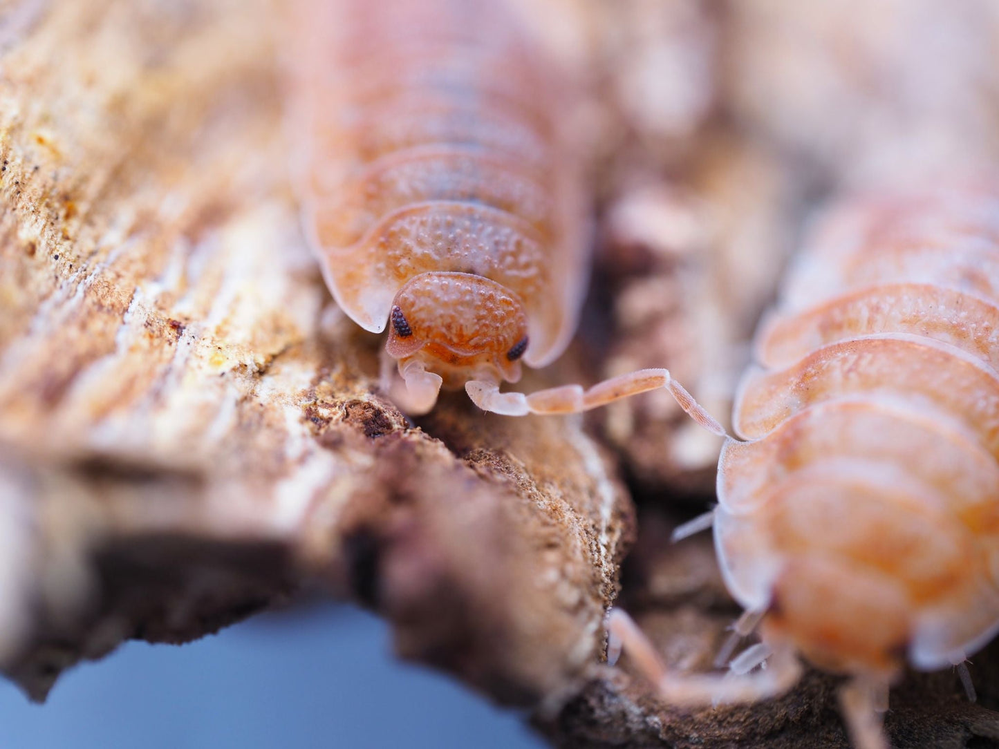 Orange Koi Isopods (Porcellio scaber) - IHEARTBUGS, INC.