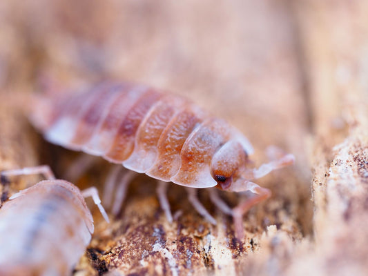 Orange Koi Isopods (Porcellio scaber) - IHEARTBUGS, INC.