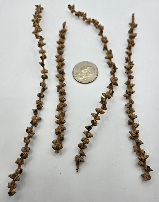 Three dried Palm Finger Stem Botanicals by I Heart Bugs are displayed around a US quarter for scale. These thin, brown stems feature small, dried seed pods and make ideal natural accents for aquariums or bioactive enclosures.