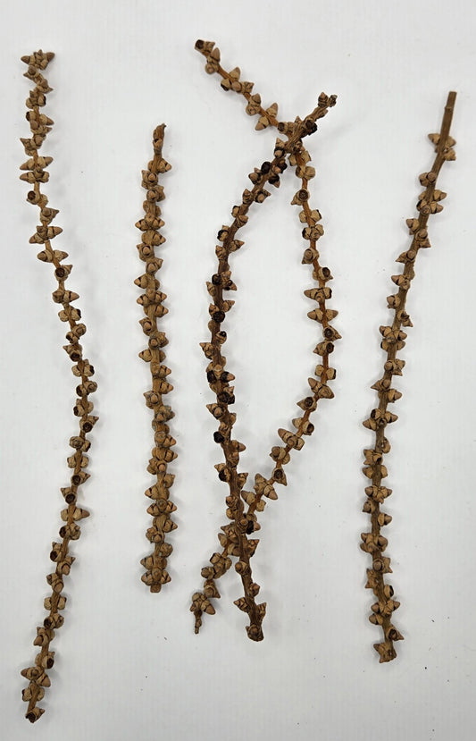 Three dried brown Palm Finger Stem Botanicals by I Heart Bugs, each with star-shaped seed pods, are arranged parallel on a white background. Their rough texture and varied lengths make them ideal for natural accents or aquarium decor.