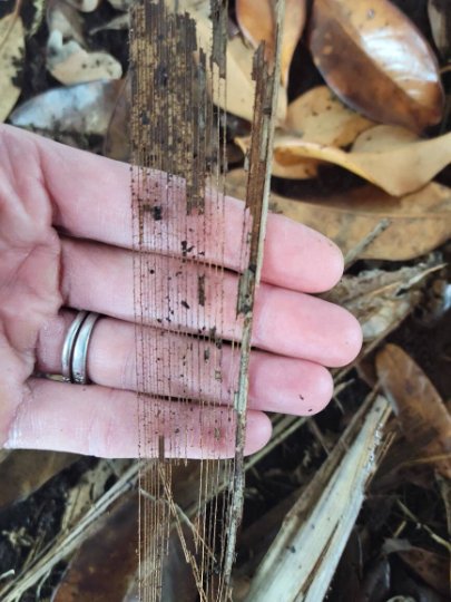 A hand with a silver ring holds an intricate palm leaf skeleton from I Heart Bugs Palm Leaves collection, its delicate veins and surrounding dry debris echoing the natural beauty found in bioactive enclosures.