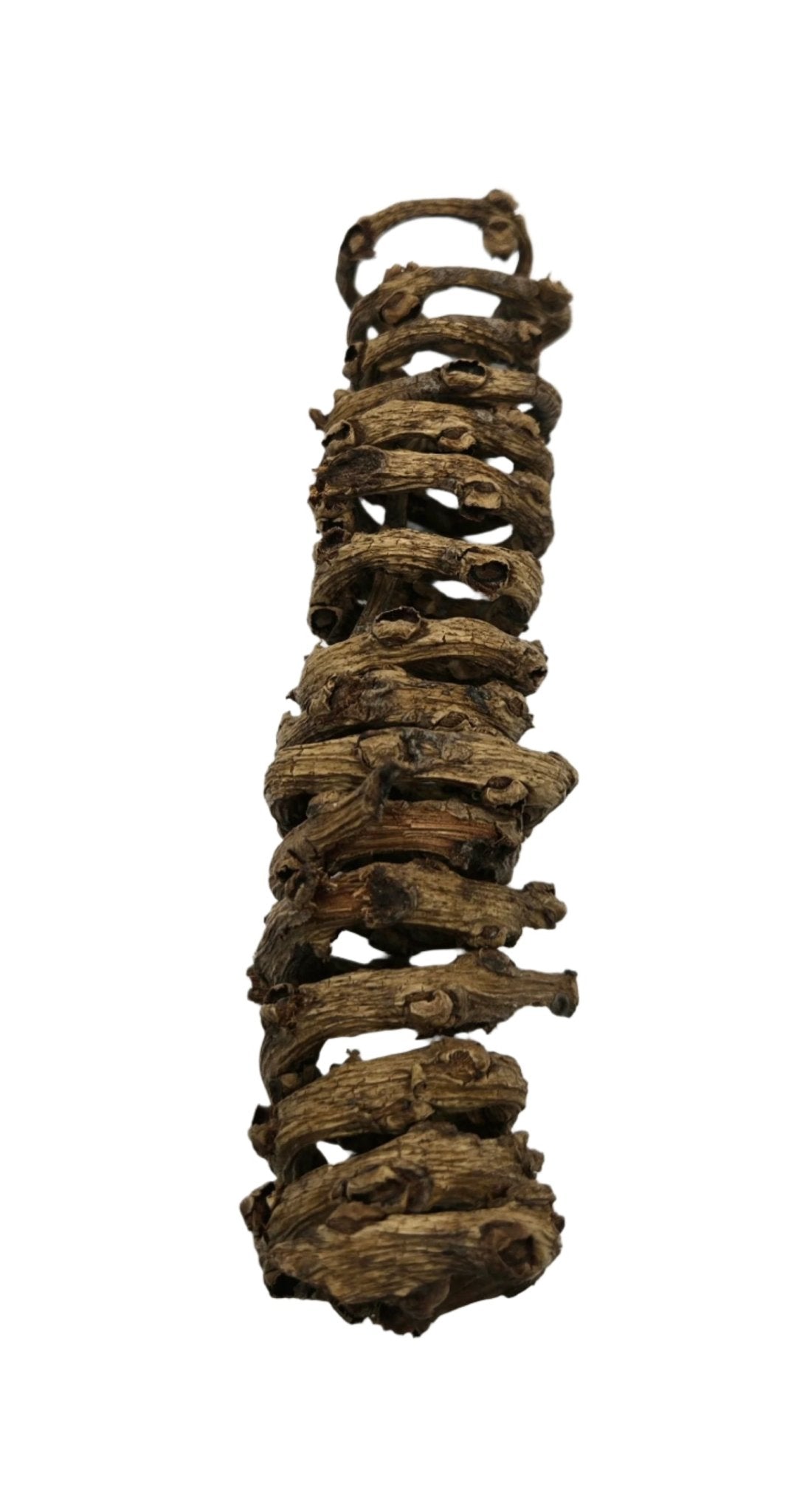Palm Tail Spring - 3 Count by I Heart Bugs features dry, twisted Borassus flabellifer roots with knobby, segmented shapes and a brown hue—perfect as unique aquarium decor. Presented coiled and isolated on a white background.