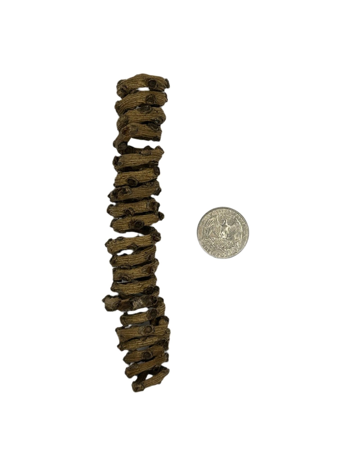 Palm Tail Spring - 3 Count - IHEARTBUGS, INC.