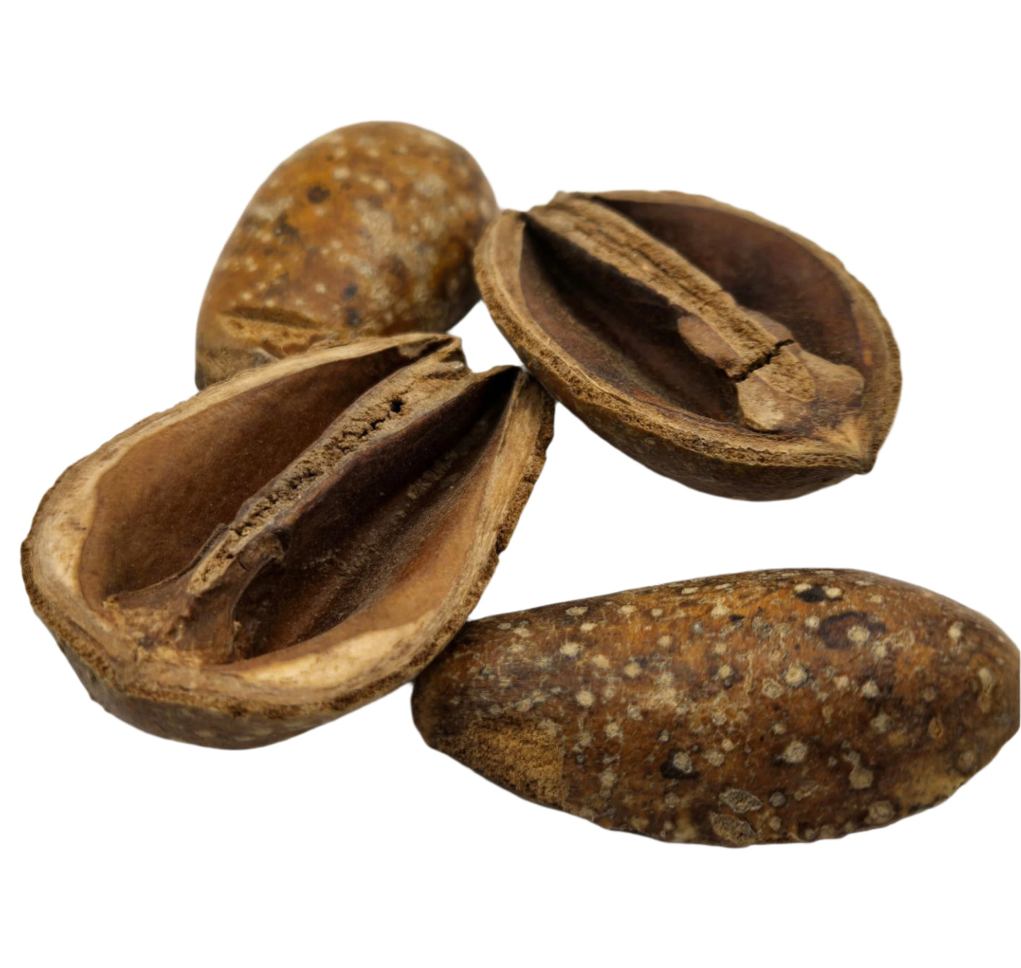Four brown, speckled Pear Pods by I Heart Bugs—two split to show rough, fibrous interiors—are arranged on a white background. These oval nutshells are ideal for aquarium decor or bioactive terrariums.