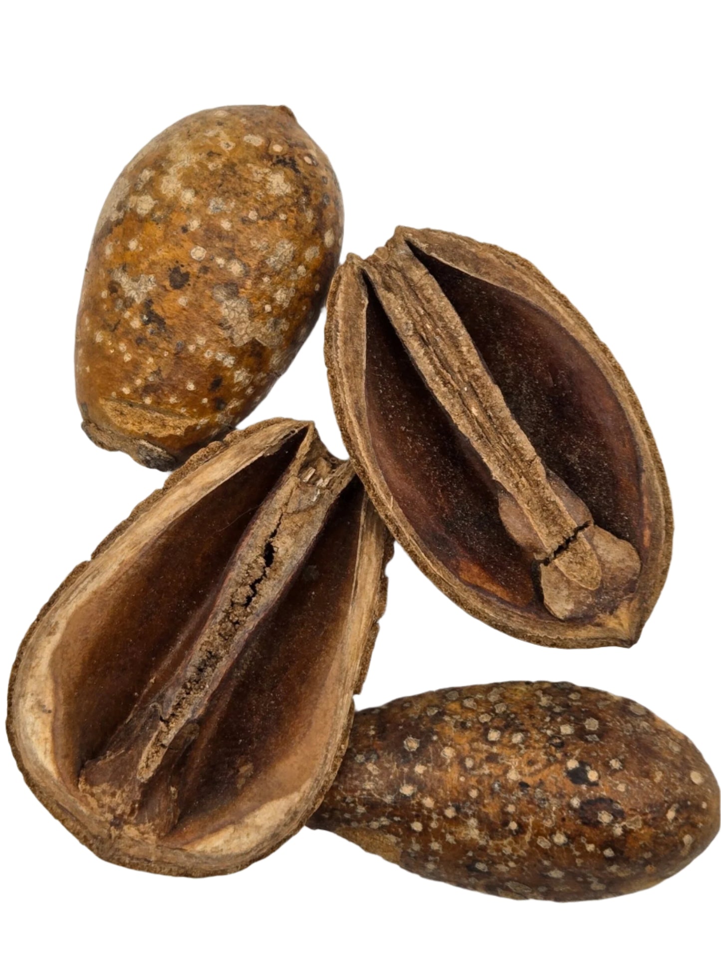 Four brown, oval Pear Pods by I Heart Bugs are shown—two whole, two split to reveal dark interiors and a central ridge. Their speckled, rough exteriors make them perfect for bioactive terrariums or as unique aquarium decor.