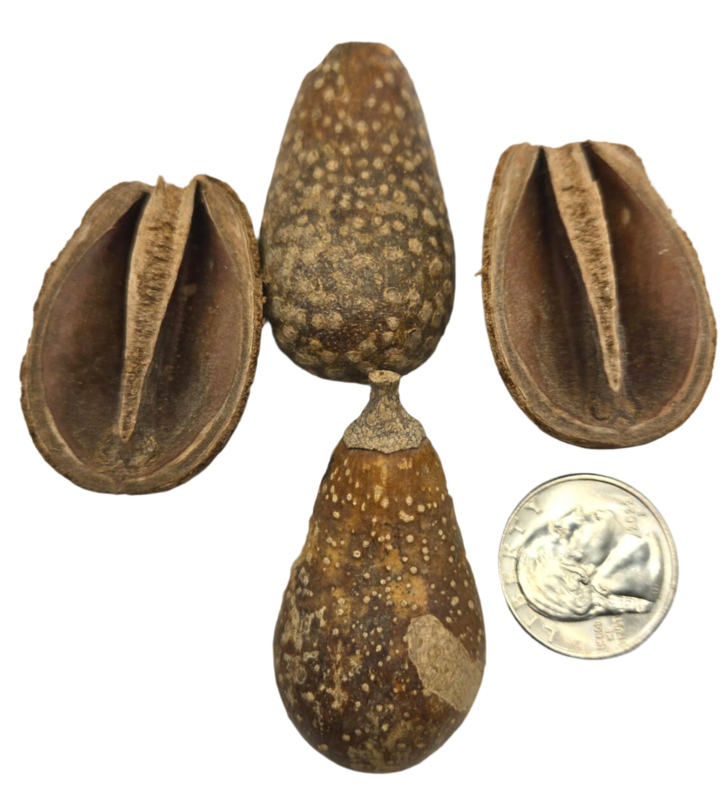 Two Pear Pods by I Heart Bugs—one whole, one split—are shown next to a U.S. quarter for scale. Their textured surfaces and ridged interiors make them perfect for aquarium decor or bioactive terrariums. Displayed on a white background.