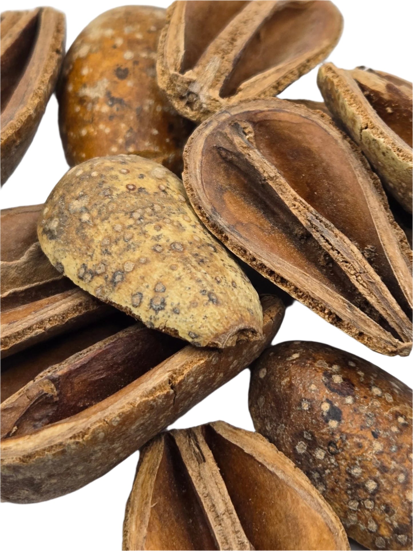 A close-up of I Heart Bugs Pear Pods shows several pods, some whole and others split open, on a white background—great inspiration for bioactive terrarium or aquarium decor.