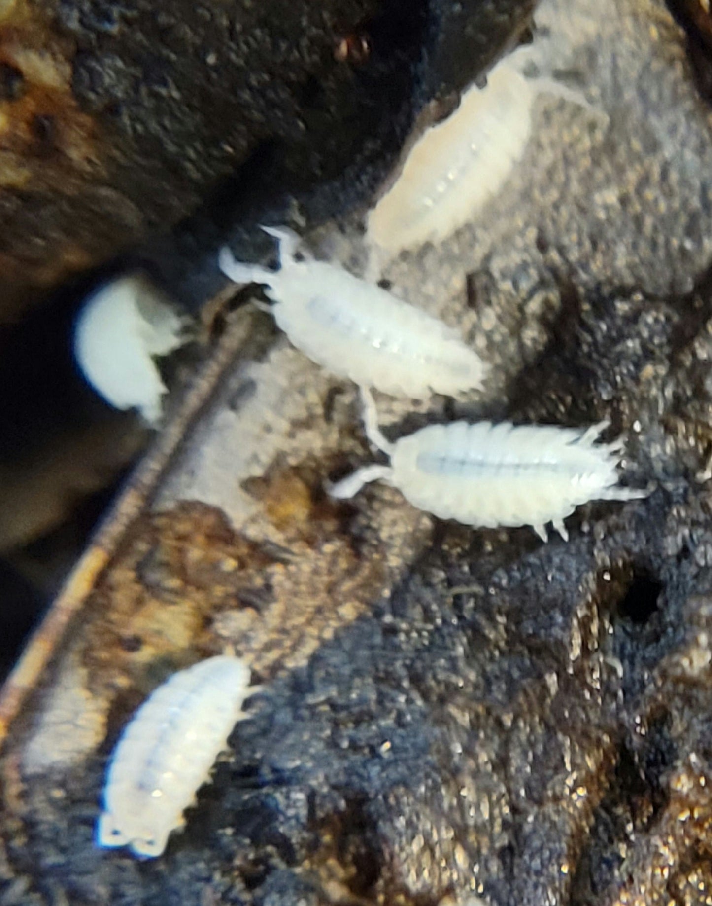 Close-up of white, segmented isopods from the I Heart Bugs Poison Dart Frog Bioactive Clean-Up Crew Pack clustered on decaying wood in a bioactive enclosure, their oval bodies and multiple legs visible as they crawl across the dark surface.