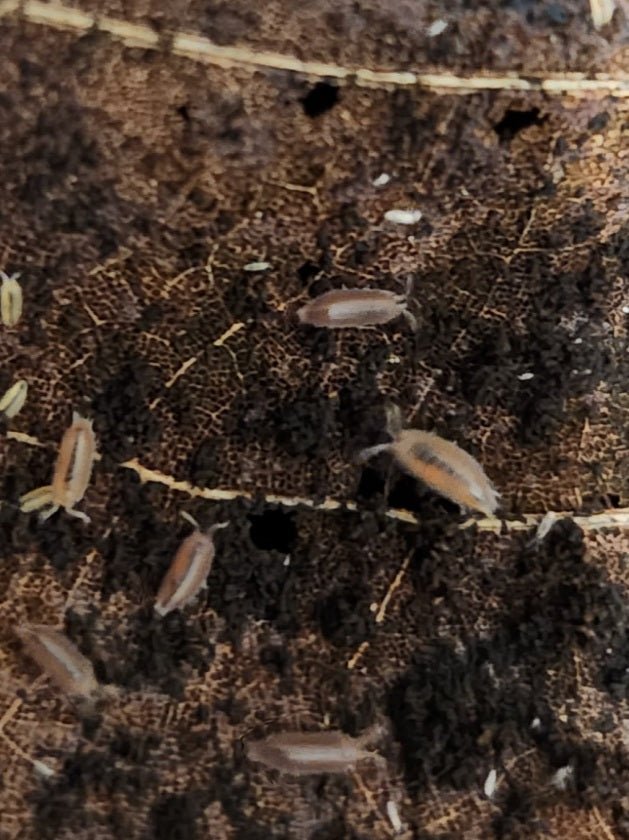Close-up of the I Heart Bugs Poison Dart Frog Bioactive Clean-Up Crew Pack: several small, oval isopods crawl on a dark, textured substrate with clusters and visible light yellow eggs in a bioactive enclosure.