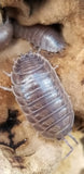 Close-up of a Large Gray Isopod (Porcellio laevis) by I Heart Bugs, showing its segmented brownish-gray exoskeleton—an excellent beginner choice for any bioactive clean-up crew. Another laevis isopod rests nearby on rough beige bark.