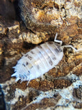 A close-up of a Dairy Cow Isopod (Porcellio laevis) from I Got Bugs, with segmented translucent armor, short legs, and long antennae crawling across a textured brown rocky surface with shades of tan and dark brown.
